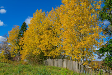 autumn landscape with trees and clouds a lot of yellow 
