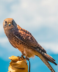 Kestrel sitting on the glove of its trainer in front of a beautiful alpine landscape