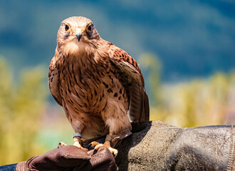 Kestrel sitting on the glove of its trainer in front of a beautiful alpine landscape