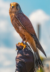 Kestrel sitting on the glove of its trainer in front of a beautiful alpine landscape