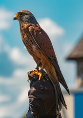 Kestrel sitting on the glove of its trainer in front of a beautiful alpine landscape