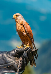 Kestrel sitting on the glove of its trainer in front of a beautiful alpine landscape