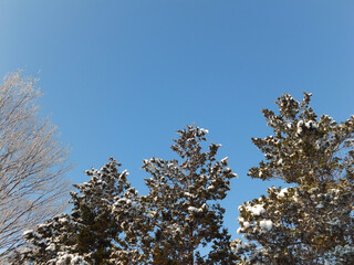 snow covered branches