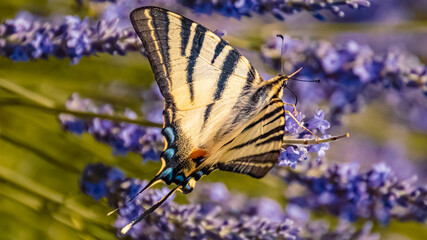 Macro of a beautiful scarce swallowtail butterfly, Iphiclides podalirius, on a flower
