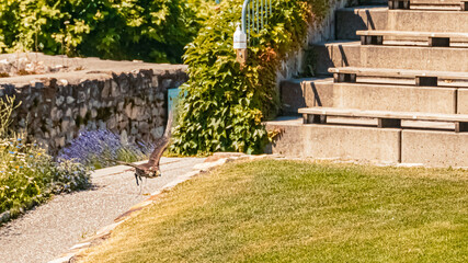 Peregrine falcon flying closely above the ground on a sunny summer day