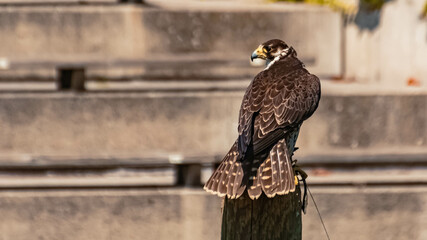 Peregrine falcon sitting on a wooden platform on a sunny summer day