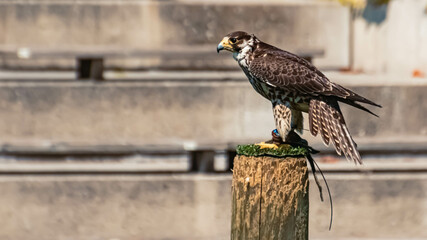 Peregrine falcon sitting on a wooden platform on a sunny summer day