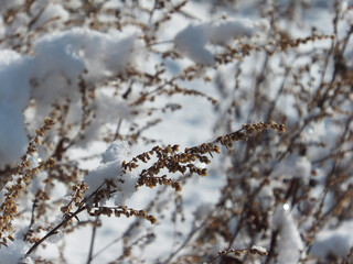 snow covered branches
