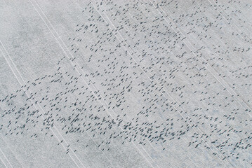 Vogelschwarm fliegt über verschneitem Feld