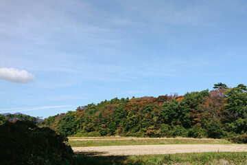 landscape with a tree