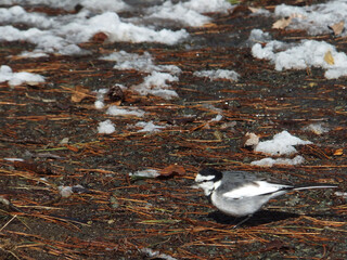 seagulls on the snow