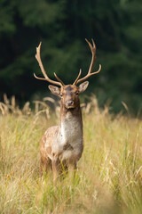 Fallow deer, dama dama, looking to the camera on field in autumn. Spotted male mammal staring in long grassland. Stag with big antlers standing on meadow.