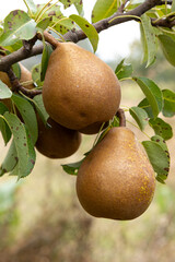 ripe pears hanging on branch in garden