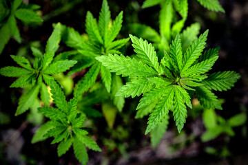 Young plants of wild cannabis on the background of the soil. Selective focus.