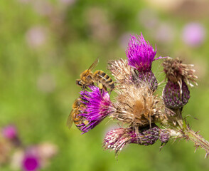 Bees on violet blossom