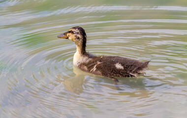 Swimming mallard duckling