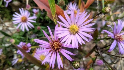Obraz premium Aster chamomile in the garden