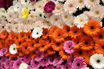 flowers background