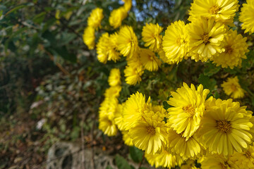 yellow flowers