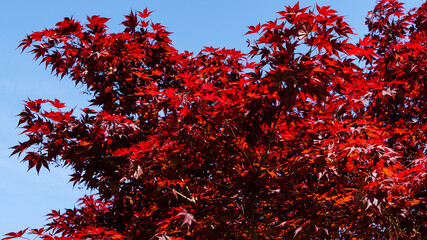 Graceful Acer Palmatum Dissectum tree with red leaves against blue spring sky. Stylized Japanese courtyard in city park "Krasnodar". Galician park. Sunny day.Spring 2021.