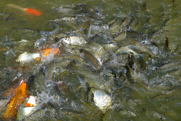 Fishermen are feeding fish raised in large ponds for food the popular and trade and raising fish as a hobby, relaxing.
