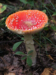 Fly agaric (Amanita muscaria) on the forest floor