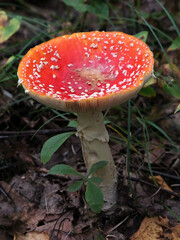 Fly agaric (Amanita muscaria) on the forest floor