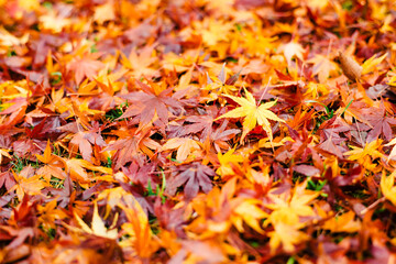 雨に濡れた落ち葉の公園