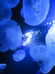 Obraz premium ミズクラゲ