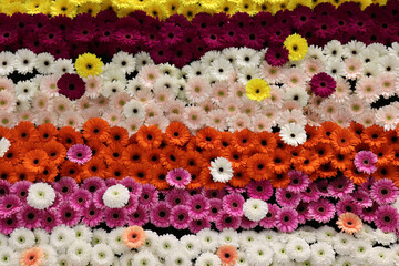 colorful flower background