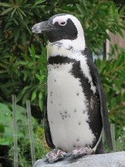 ケープペンギン