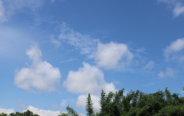 sky, a cloudless clear blue sky with bellow tree.