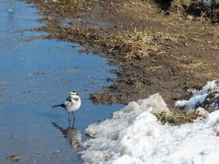 水たまりのハクセキレイ