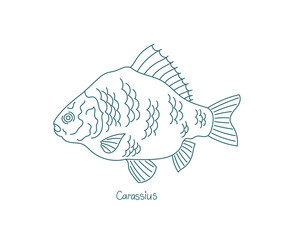 Carassius. Ray-finned fish Crucian carps. Open paths. Editable stroke. Custom line thickness.