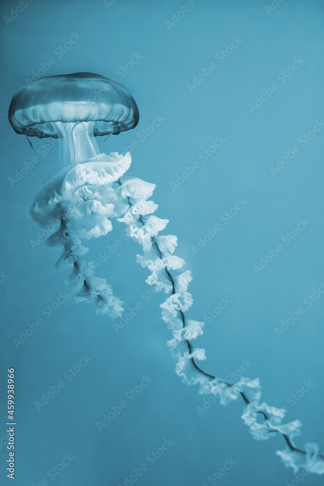 Wall mural Teal jellyfish on a turquoise background.