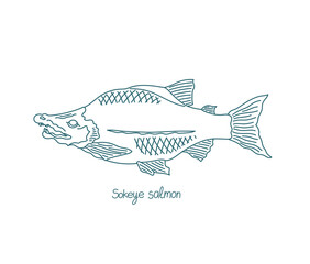 The sockeye salmon fish. Oncorhynchus nerka. Open paths. Editable stroke. Custom line thickness.
