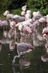 Super cute Flamingos are staying in the water and drinking. They are wonderful birds and really special with an amazing color.