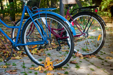 Close-up of the rear wheel of two bicycles. Side view. Autumn leaves background.