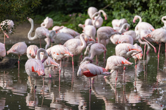 Super cute Flamingos are staying in the water and drinking. They are wonderful birds and really special with an amazing color.