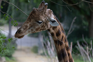 Amazing giant giraffe is take a meal in the tree. Wonderful giraffe is walking through the nature