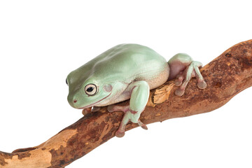The Australian green tree frog on a branch isolated on white background with clipping path and full depth of field