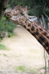 Amazing giant giraffe is take a meal in the tree. Wonderful giraffe is walking through the nature