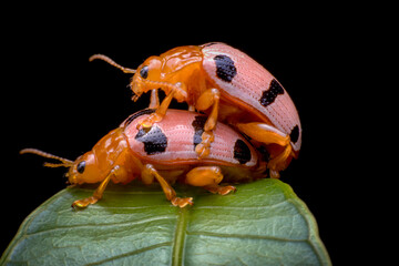 ladybird on a leaf