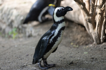 Some really cute penguins are playing together and walking through the park. A wonderful penguin-family looking to each other and search some food.