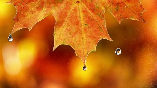 Super slow motion of autumn maple leaf with dripping water drop. Filmed on high speed cinema camera, 1000 fps.