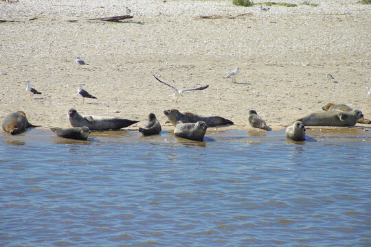 A boat trip from Büsum to common seals and grey seals, North Sea - Germany
