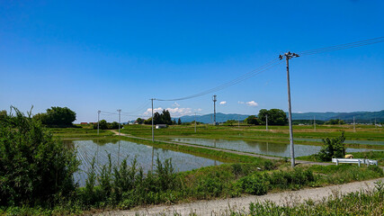 5月の田んぼ