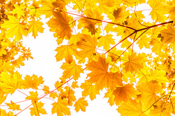 Goldene Blätter eines Ahornbaumes im Herbst