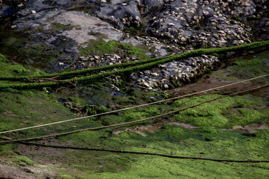 Verdes sogas (Mundaka)
