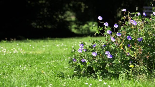 Purple Geraniums grow in an English park in the summer